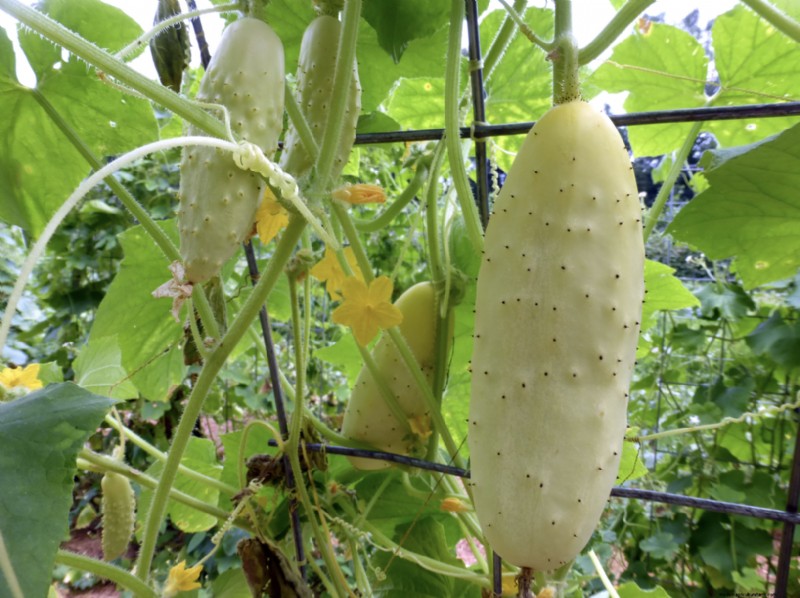 Grow More Cucumbers: Expert Tips & Variety Guide | Southern Exposure Seed Exchange