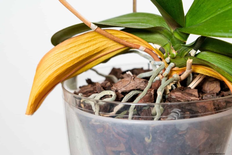 Houseplant Fertilizer Mistakes: Avoid Damage & Keep Plants Thriving