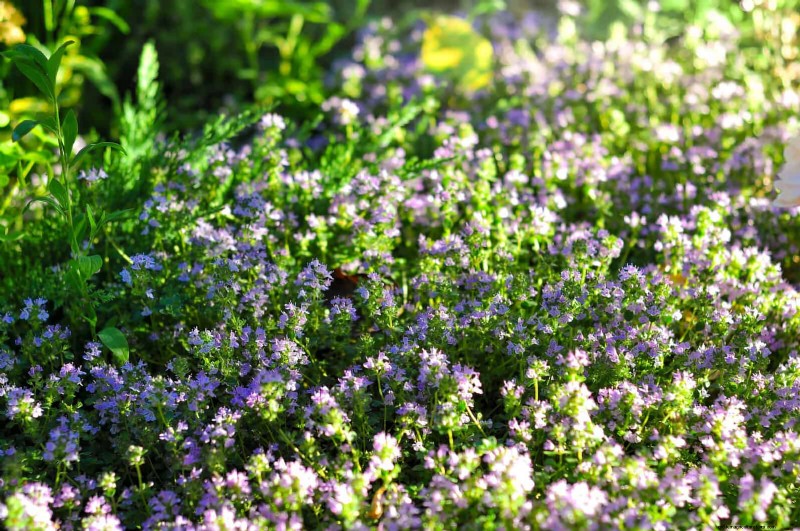 Lawn Alternatives: 21 Low-Maintenance Ground Cover Plants