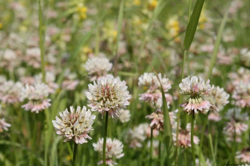 Lawn Alternatives: 21 Low-Maintenance Ground Cover Plants