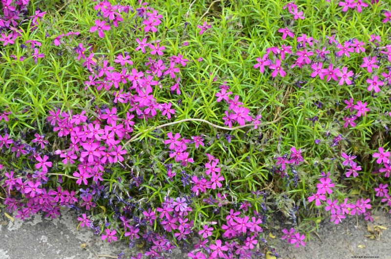 Lawn Alternatives: 21 Low-Maintenance Ground Cover Plants