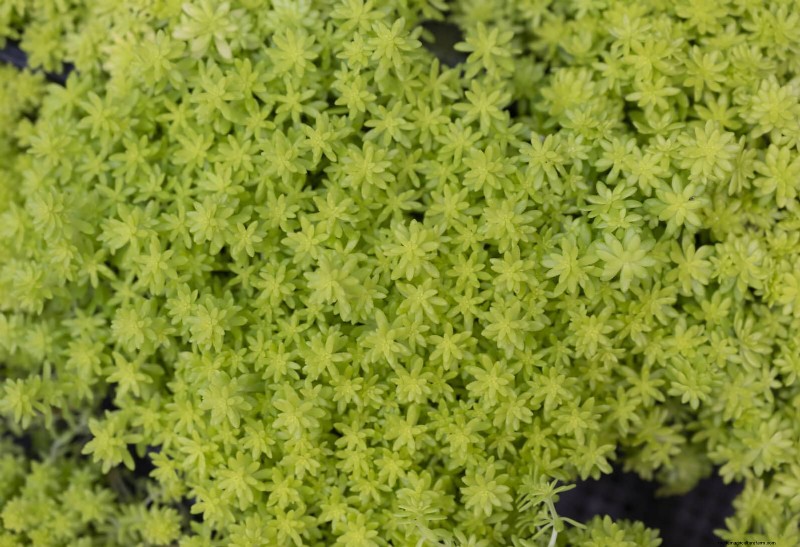 Lawn Alternatives: 21 Low-Maintenance Ground Cover Plants