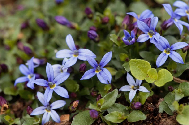 Lawn Alternatives: 21 Low-Maintenance Ground Cover Plants