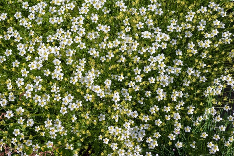 Lawn Alternatives: 21 Low-Maintenance Ground Cover Plants