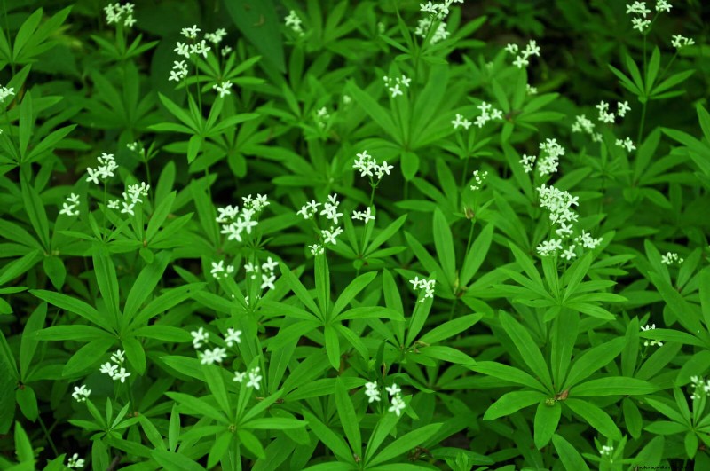 Lawn Alternatives: 21 Low-Maintenance Ground Cover Plants