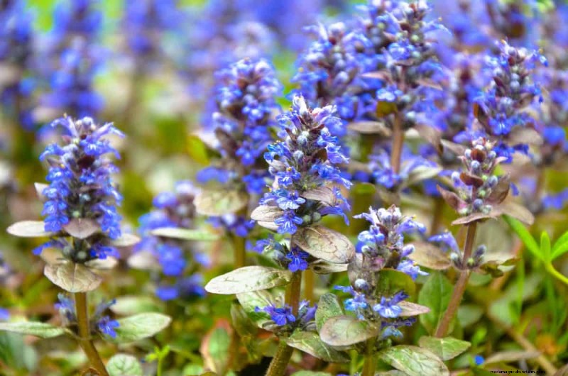 Lawn Alternatives: 21 Low-Maintenance Ground Cover Plants