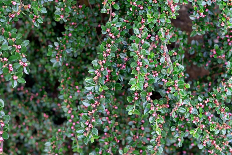 Lawn Alternatives: 21 Low-Maintenance Ground Cover Plants