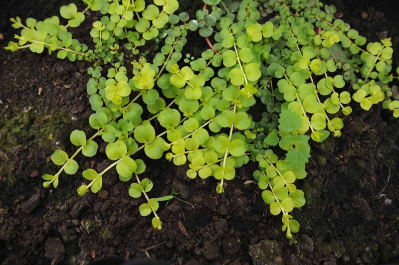Lawn Alternatives: 21 Low-Maintenance Ground Cover Plants