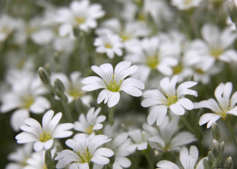 Lawn Alternatives: 21 Low-Maintenance Ground Cover Plants