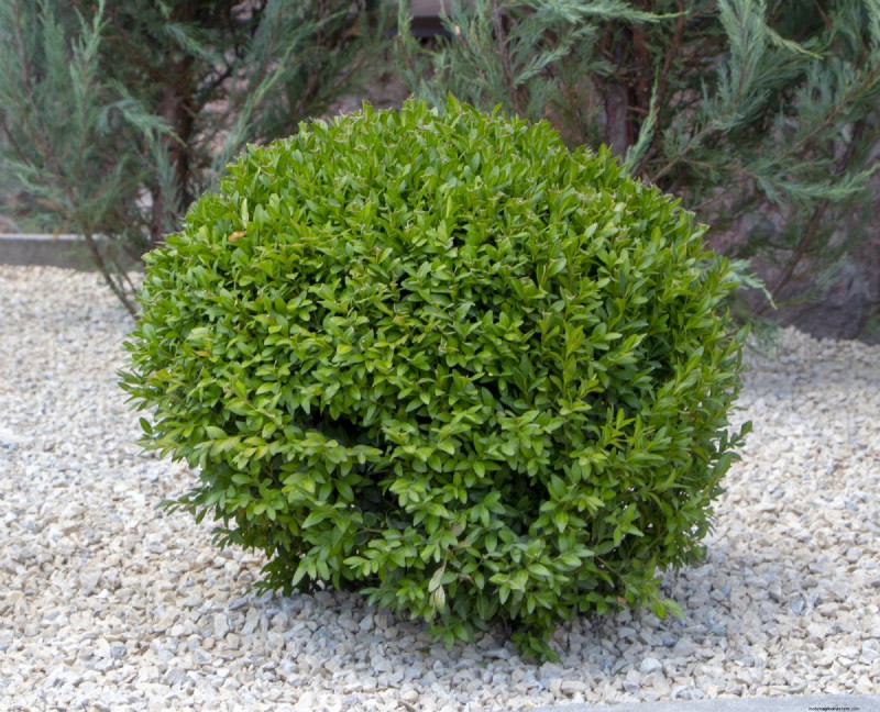 Landscape Design Costs & Expert Secrets: What Professionals Know