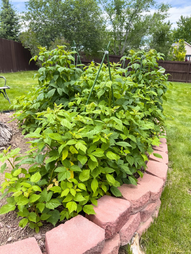 Landscape Design Costs & Expert Secrets: What Professionals Know