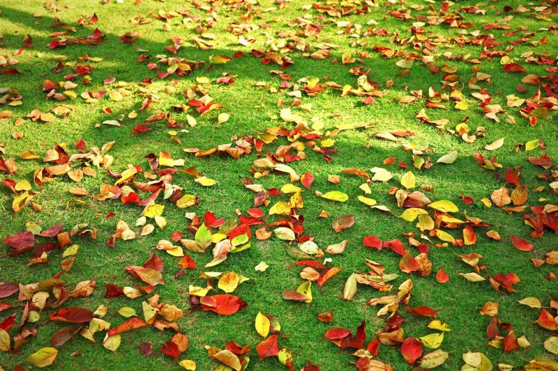 Landscape Design Costs & Expert Secrets: What Professionals Know