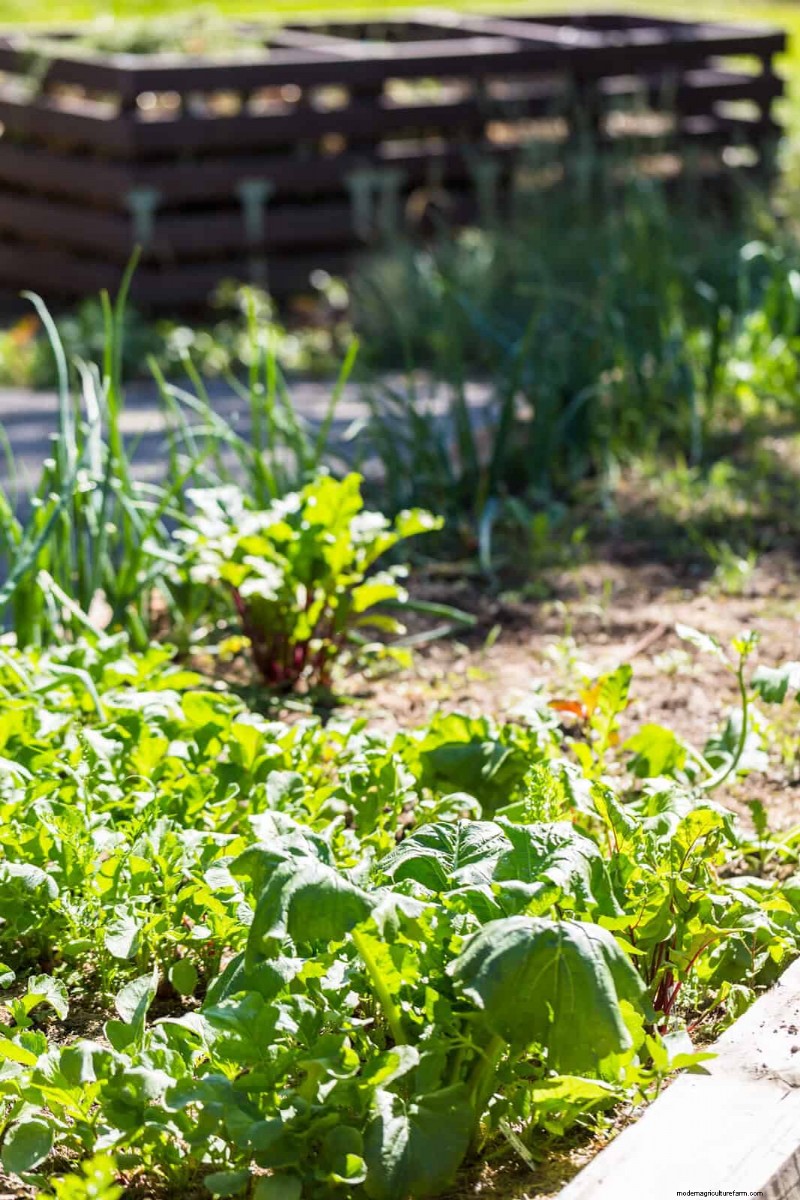 Unlock Garden Success: 18 Soil Secrets for Vibrant Growth