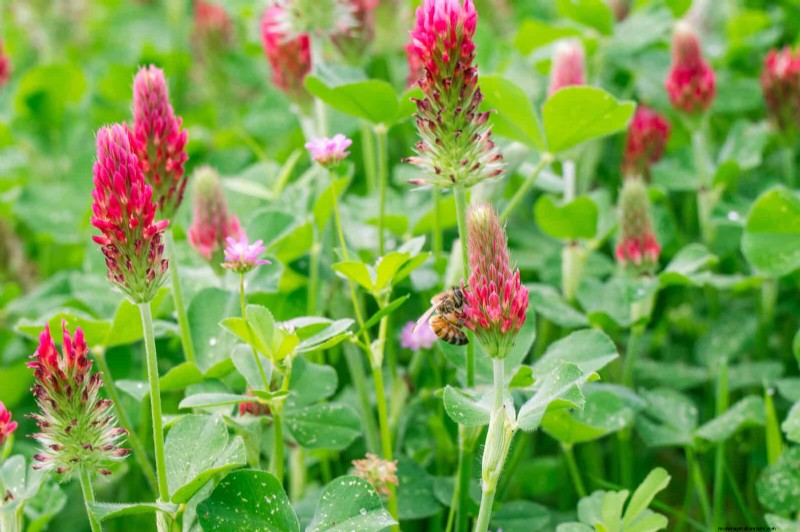 Unlock Garden Success: 18 Soil Secrets for Vibrant Growth