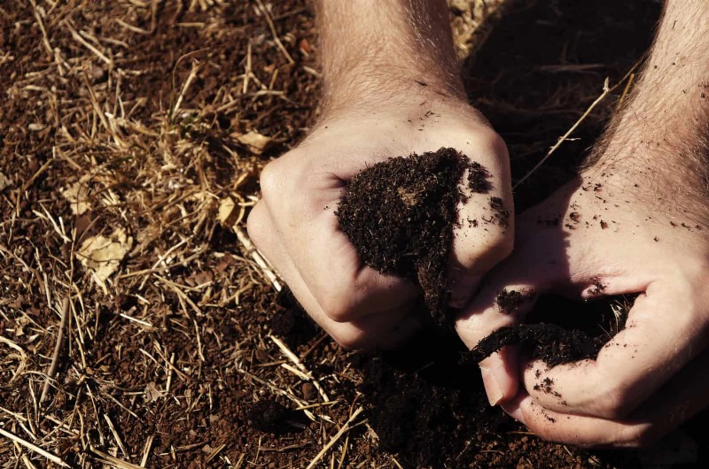 Unlock Garden Success: 18 Soil Secrets for Vibrant Growth