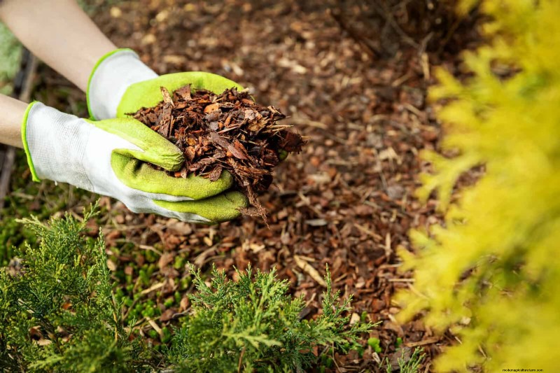 Unlock Garden Success: 18 Soil Secrets for Vibrant Growth