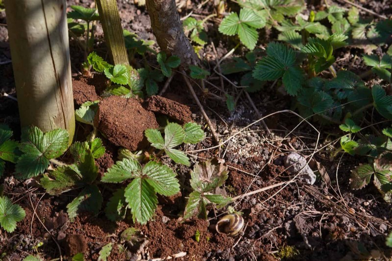 Unlock Garden Success: 18 Soil Secrets for Vibrant Growth