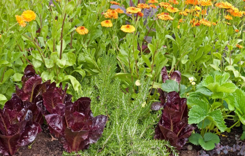 Effective Natural Pest Control: 18 Proven Methods for a Healthy Garden