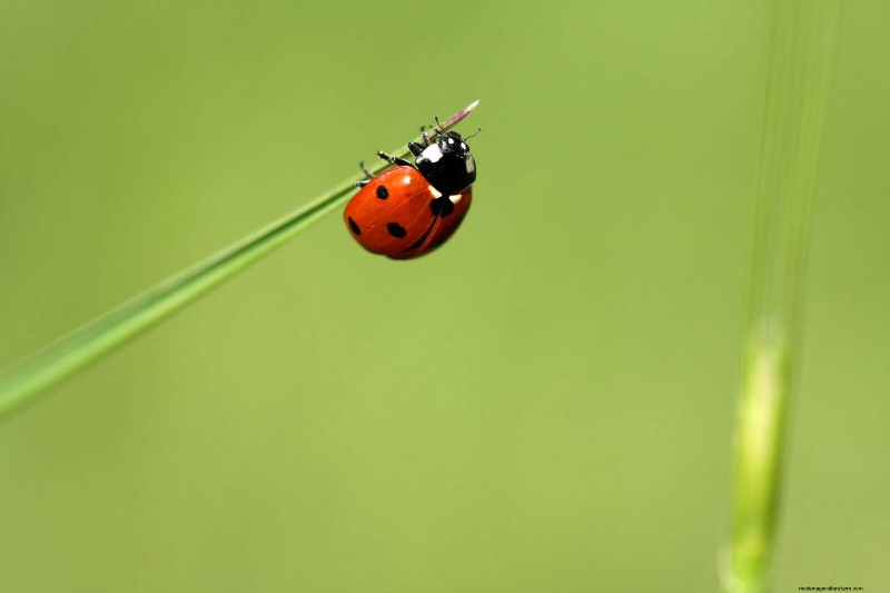 Effective Natural Pest Control: 18 Proven Methods for a Healthy Garden