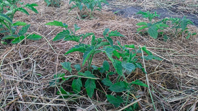 Effective Natural Pest Control: 18 Proven Methods for a Healthy Garden