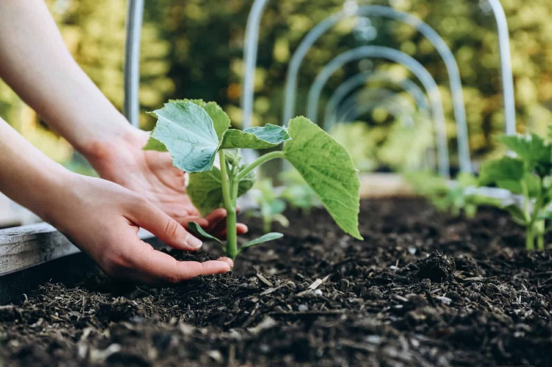 Avoid Common Garden Mistakes: A Seasonal Maintenance Guide