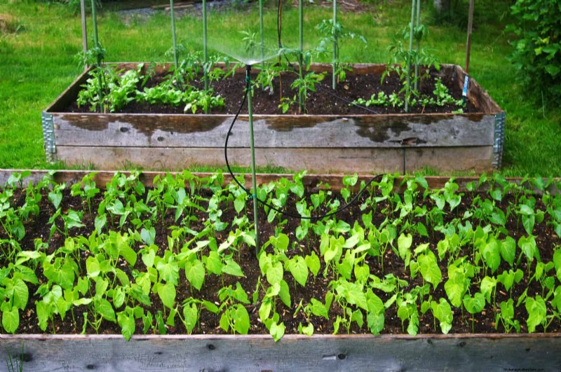 Avoid Common Garden Mistakes: A Seasonal Maintenance Guide