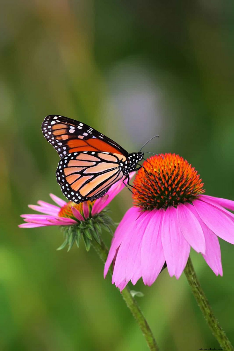 Create a Wildlife-Friendly Garden: 15 Habitat Ideas