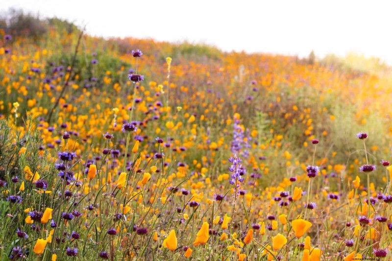 Create a Wildlife-Friendly Garden: 15 Habitat Ideas