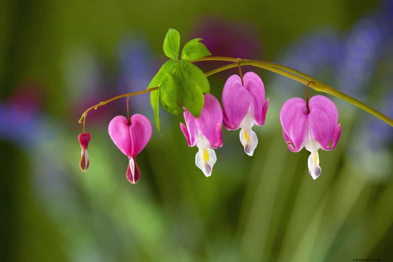 Prevent Midsummer Gaps: Avoid Common Border Planting Mistakes