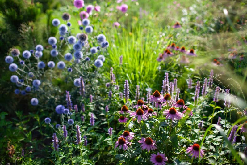 Prevent Midsummer Gaps: Avoid Common Border Planting Mistakes
