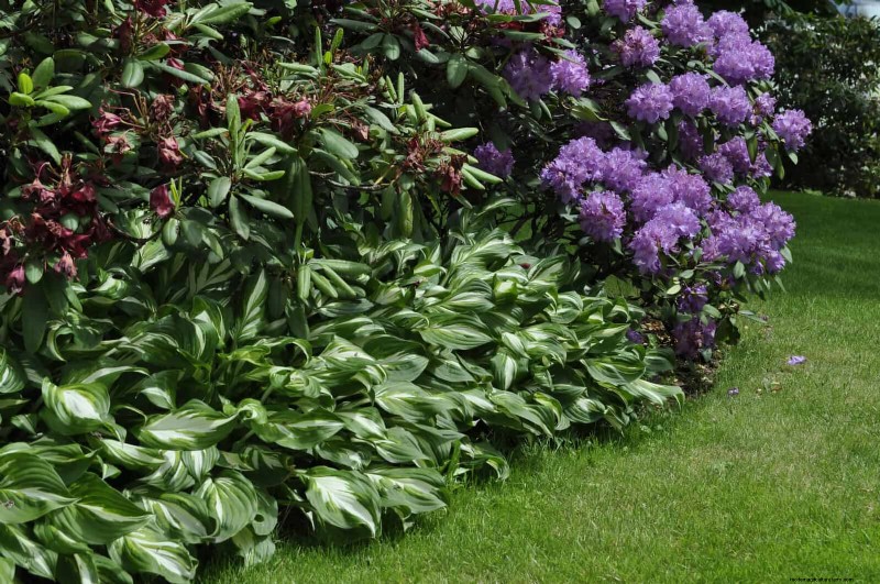 Prevent Midsummer Gaps: Avoid Common Border Planting Mistakes