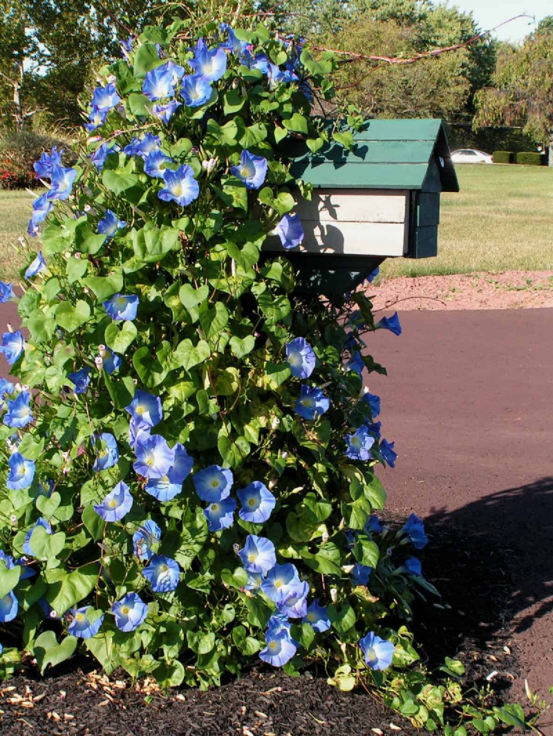 Mailbox Garden Do s and Don ts: Avoid USPS Delivery Issues