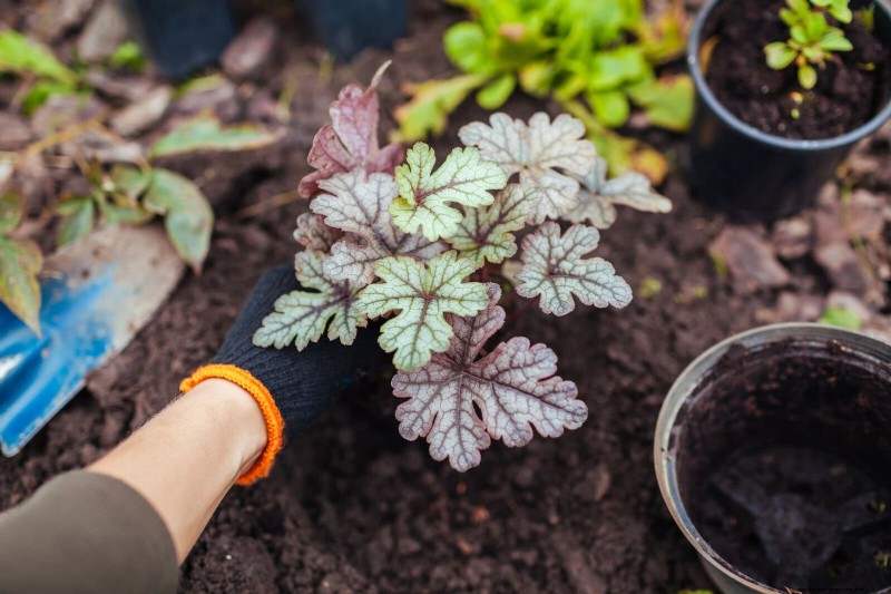 Protecting Shade-Loving Perennials: Avoiding Sun Exposure Mistakes