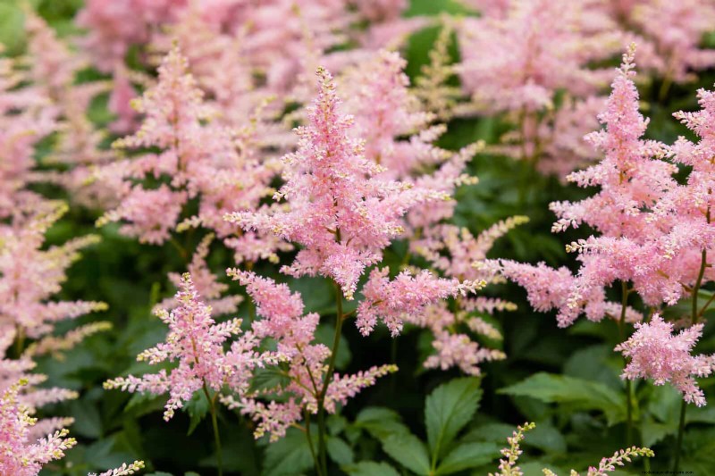Protecting Shade-Loving Perennials: Avoiding Sun Exposure Mistakes