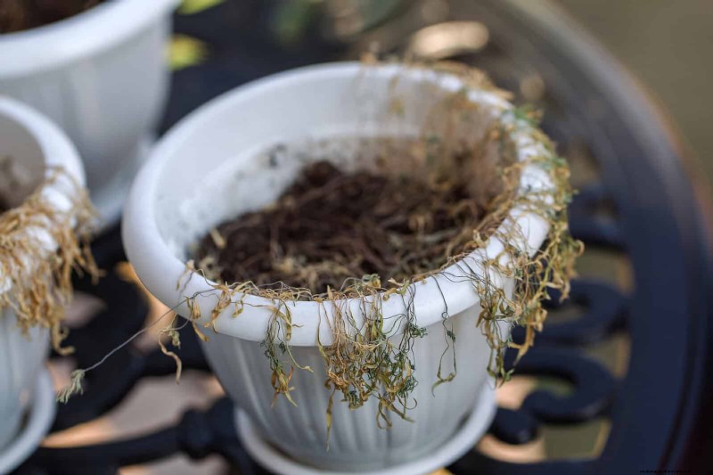 Why Heat-Tolerant Plants Fail: 17 Common Mistakes to Avoid