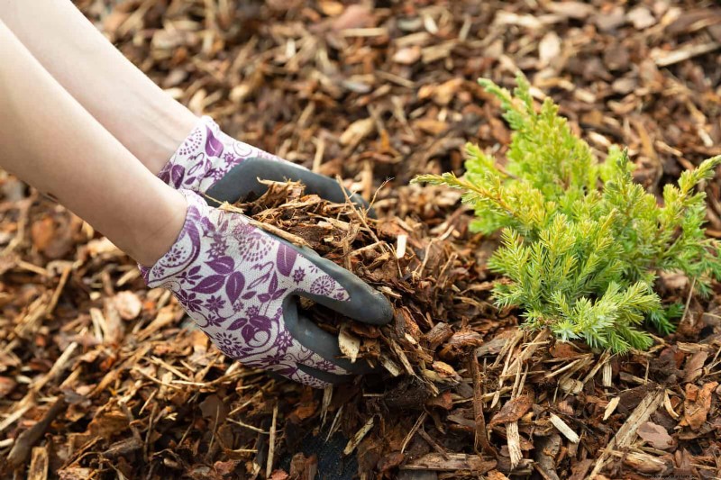 Why Heat-Tolerant Plants Fail: 17 Common Mistakes to Avoid