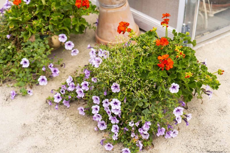 Why Heat-Tolerant Plants Fail: 17 Common Mistakes to Avoid