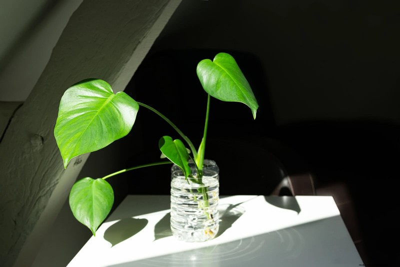 Monstera Propagation: Expert Tips for Thriving Offshoots