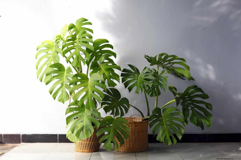 Monstera Propagation: Expert Tips for Thriving Offshoots