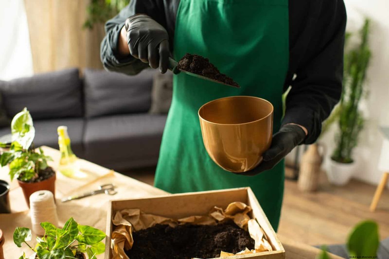 Monstera Propagation: Expert Tips for Thriving Offshoots