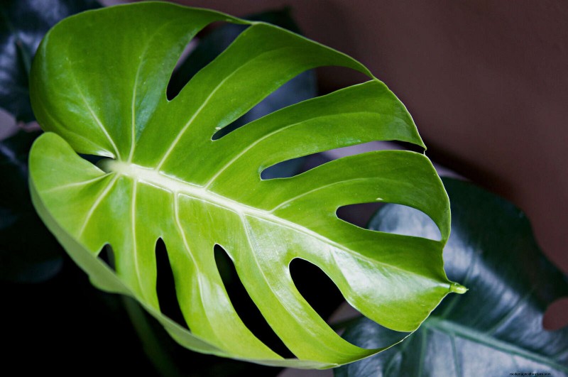 Accelerate Monstera Leaf Unfurling: 5 Proven Tips for Faster Growth