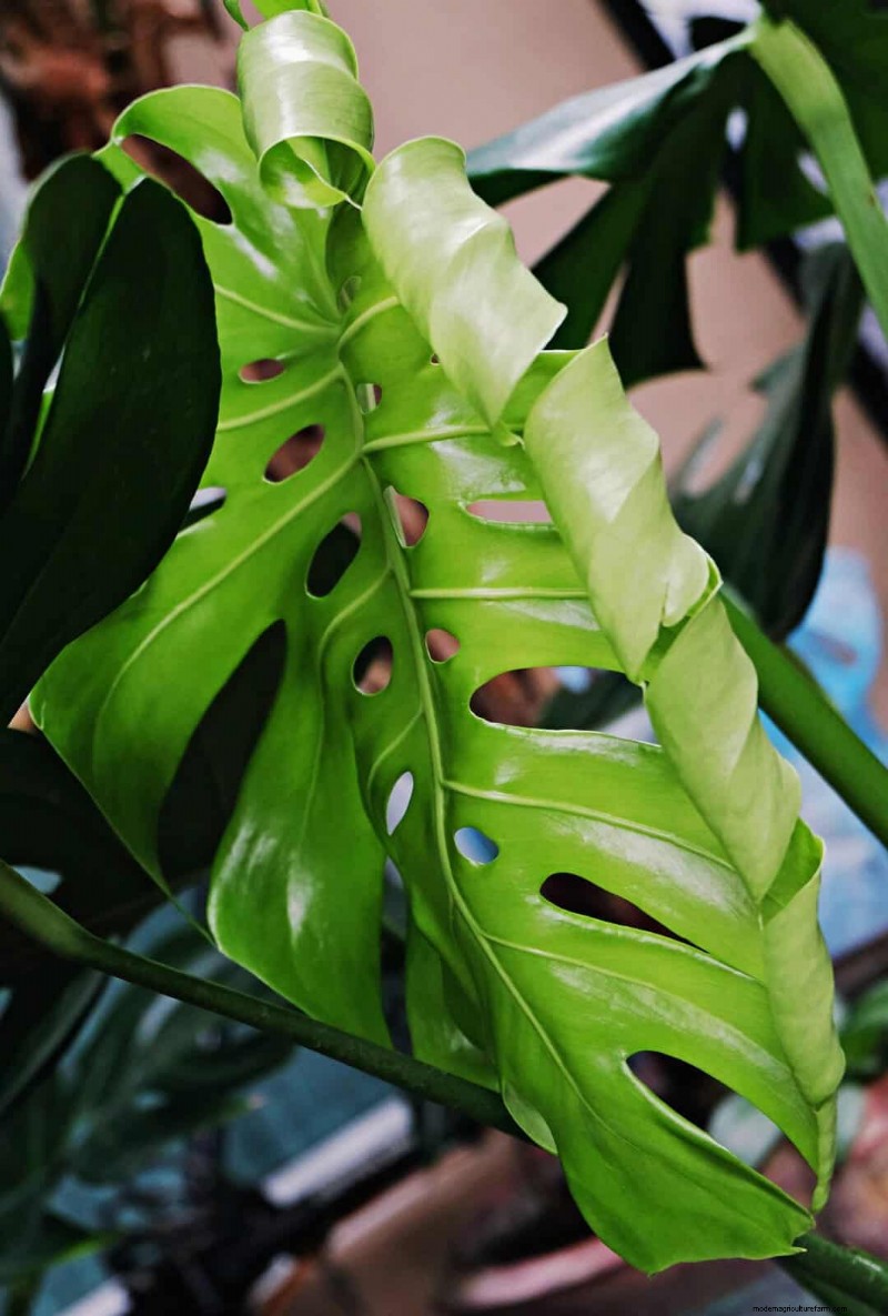 Accelerate Monstera Leaf Unfurling: 5 Proven Tips for Faster Growth