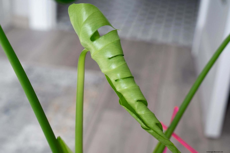 Accelerate Monstera Leaf Unfurling: 5 Proven Tips for Faster Growth