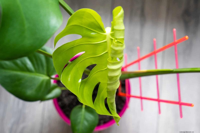 Accelerate Monstera Leaf Unfurling: 5 Proven Tips for Faster Growth
