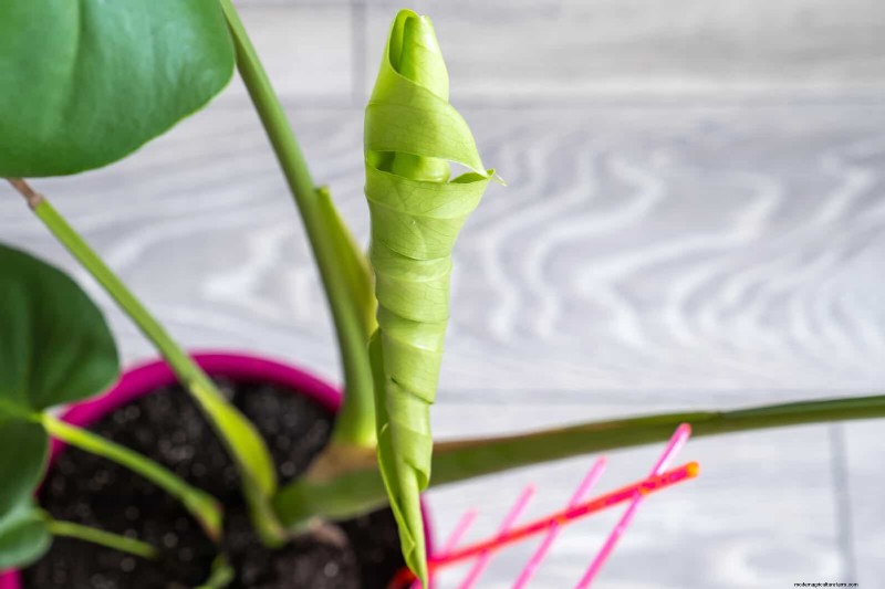 Accelerate Monstera Leaf Unfurling: 5 Proven Tips for Faster Growth