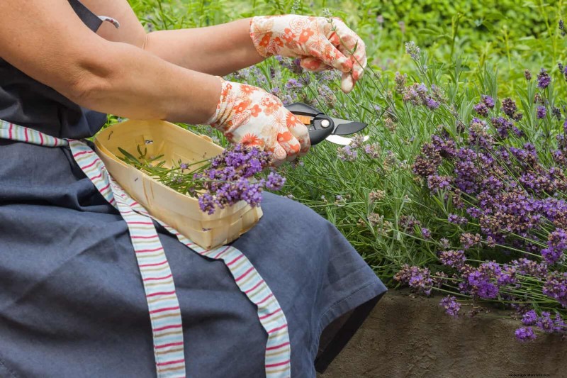 Perennial Pruning Mistakes: Avoid Weak Spring Growth & Maximize Blooms