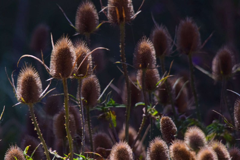 Perennial Pruning Mistakes: Avoid Weak Spring Growth & Maximize Blooms