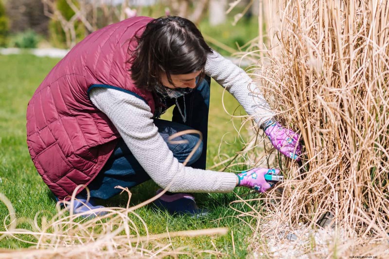 Perennial Pruning Mistakes: Avoid Weak Spring Growth & Maximize Blooms