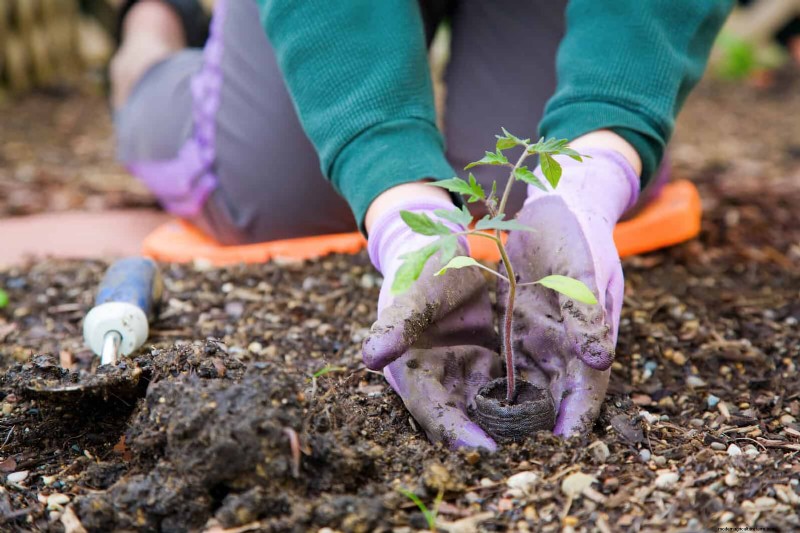 Spring Planting Timeline: Avoid These 19 Common Mistakes by USDA Zone