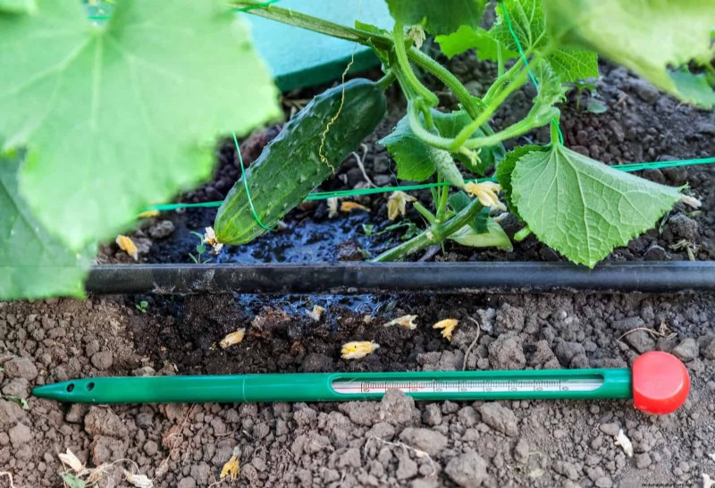 Spring Planting Timeline: Avoid These 19 Common Mistakes by USDA Zone